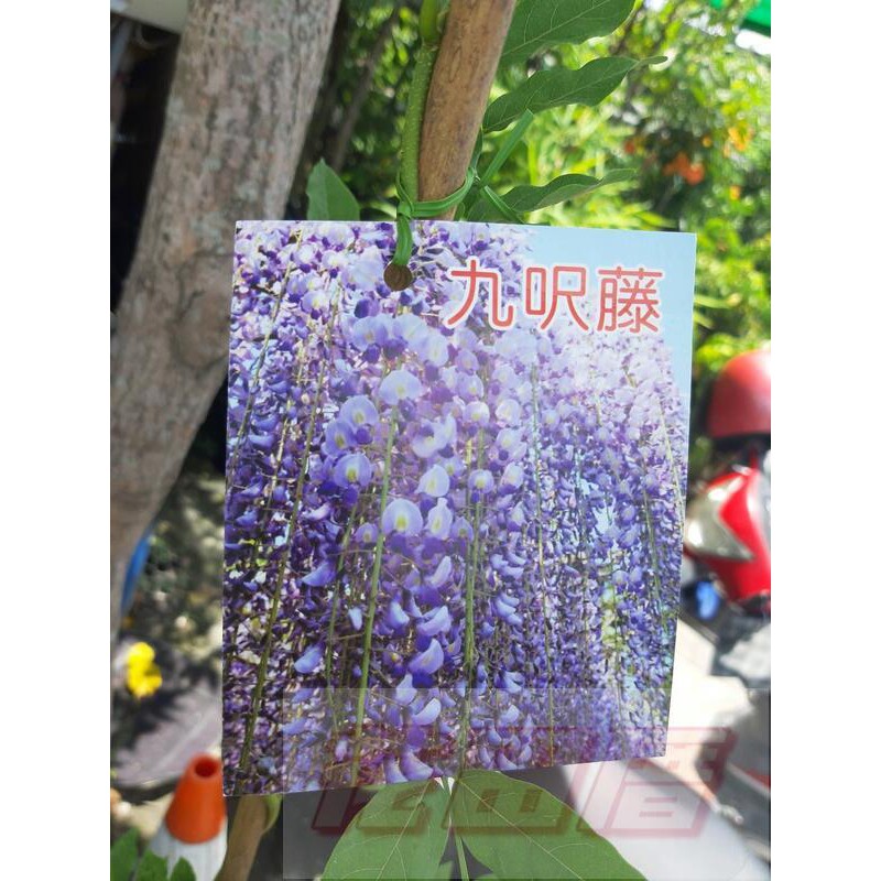 花田厝_喬木圍籬--九尺藤，淡紫色小花成串垂下--樹姿優美6吋盆苗高約30~40cm