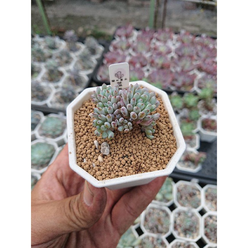 開心農元 種子 多肉植物種子藍豆graptopetalum Pachyphyllum 蝦皮購物
