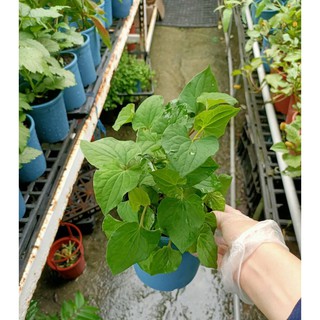 李家果苗 魚腥草 折耳根 5吋盆 香草植物 特價130元