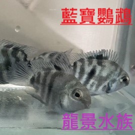 台南養殖場 藍寶鸚鵡 白金鸚鵡桃太郎彩色鸚鵡慈鯛超好養可超商水族飼料鸚鵡魚 蝦皮購物