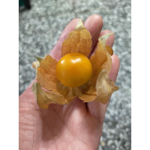 ［實藏園］大果黃金莓/燈籠果種子/100顆