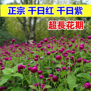 千日紅盆栽的價格推薦 21年8月 比價撿便宜