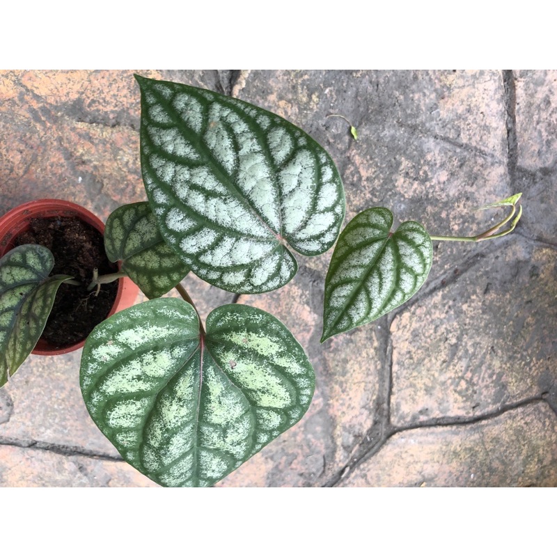 雨林 胡椒/3吋～藤蔓類觀葉植物