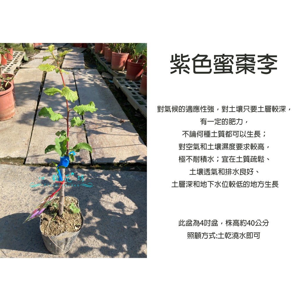 心栽花坊-紫色蜜棗李/西梅藍蜜/株高10公分/4吋/李子品種/嫁接苗/水果苗/售價360特價300