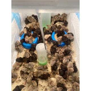 蘆丁雞種蛋 迷你雞受精蛋 可孵化的蛋蛋哦❤️