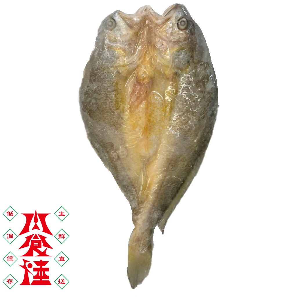 黃魚一夜干300-350g 日本北海道傳統工法