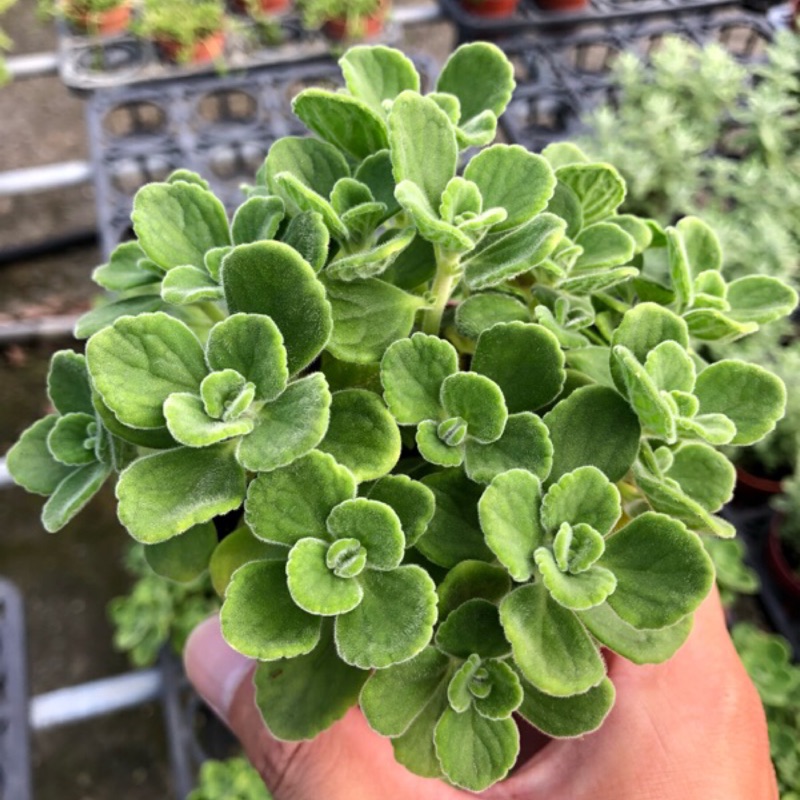 碰碰香 圓葉到手香 圓葉左手香3寸盆多肉植物 蝦皮購物