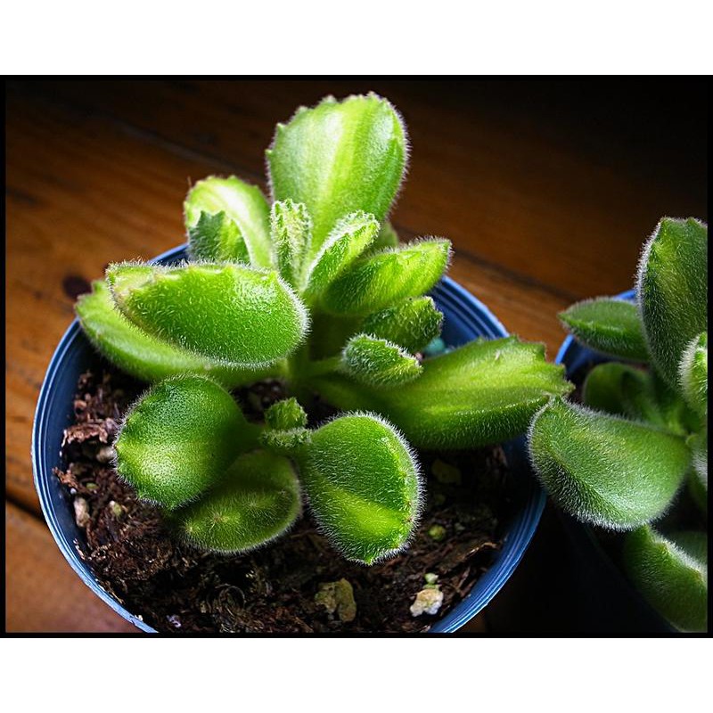 柯比多肉園 多肉植物熊童子錦黃熊3吋盆 蝦皮購物