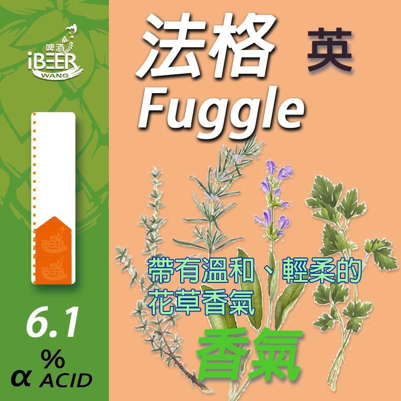 【 iBeer 啤酒王 】Fuggle 法格 香氣啤酒花 Hop 自釀啤酒原料器材教學