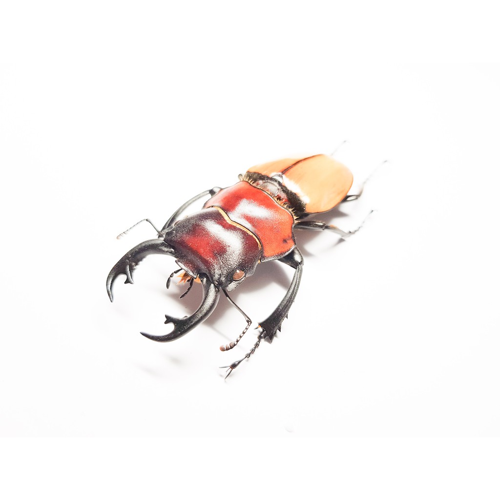 黃金鬼鍬形蟲 拍賣 評價與ptt熱推商品 21年5月 飛比價格