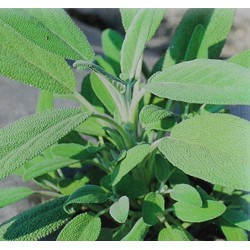 【全館590免運】鼠尾草種子~Sage  約100粒  香草植物 料理植物  香料葉