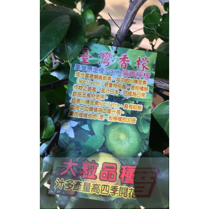 花田厝_水果苗--台灣香檬 扁實檸檬(嫁接無刺)--維生素C是檸檬的30倍8吋高約1尺