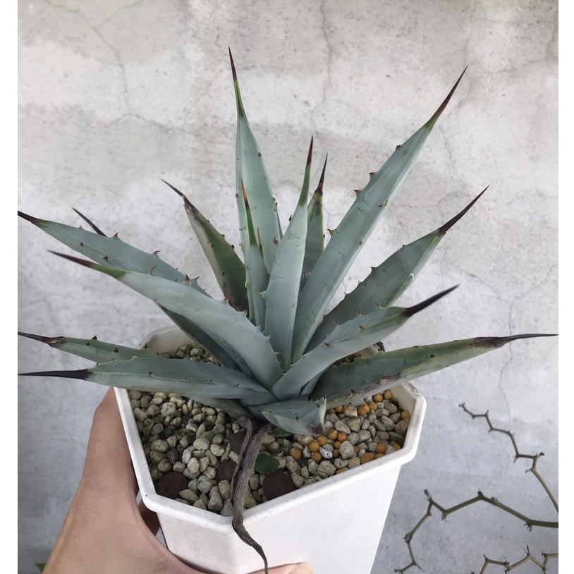 【Agave 龍舌蘭-Macroacantha八荒殿實生】5吋盆 一物一拍