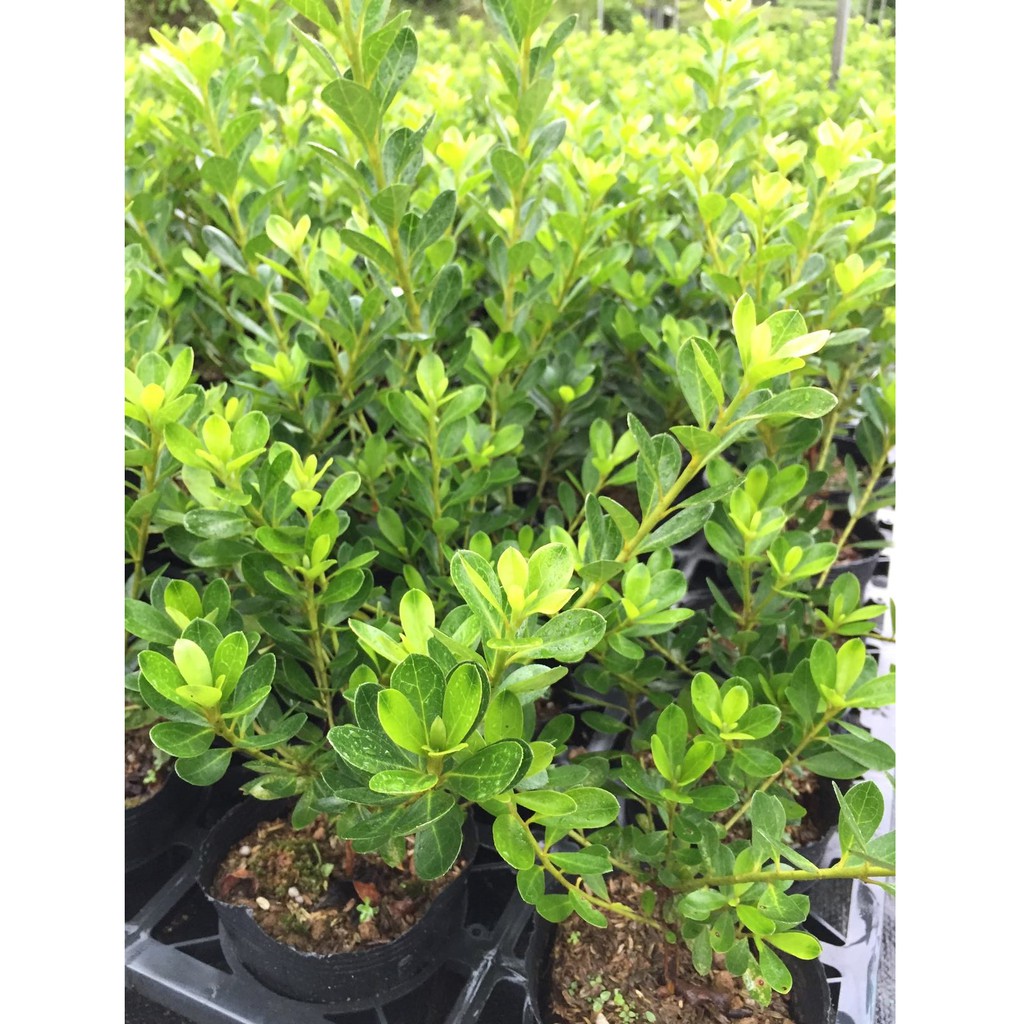 綠花妍苗圃 杜鵑杜鵑花杜鵑花苗30公分園藝 蝦皮購物