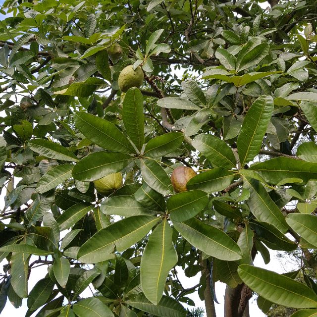 馬拉巴栗發財樹果實種子裸根懶人植物一份10顆超好種 蝦皮購物