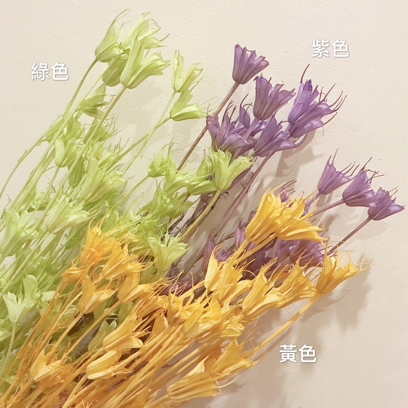佐紀藝術 木百合 4色現貨東方黑種草 永生花 不凋花 乾燥花 木百合 八角 大地農園 蝦皮購物