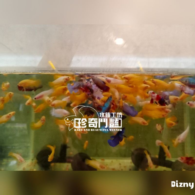 珍奇鬥豔水族工坊 鬥魚成長飼料不便祕好消化適口性好 蝦皮購物
