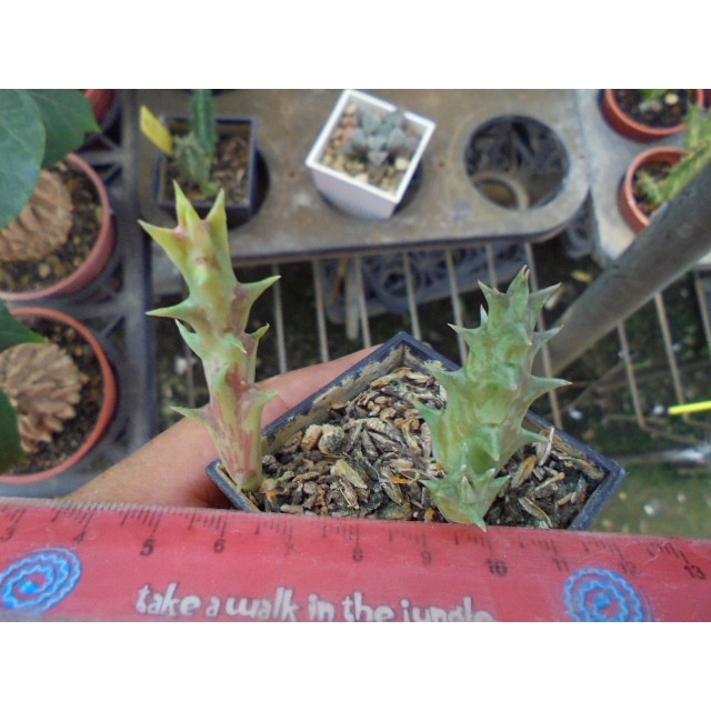 ~~友仙屋仙人掌與多肉植物--7989.Orbea lutea subsp. vaga