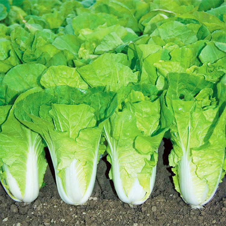 速生奶油白菜種子易種快菜種子四季青菜種子陽台菜園種植抗病蔬菜種子 蝦皮購物