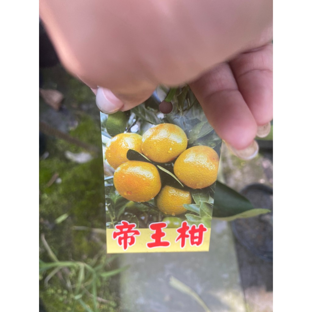 《花果山🐒》 -- 帝王柑 香甜多汁好味道 4.5吋接苗 超取可能會修剪