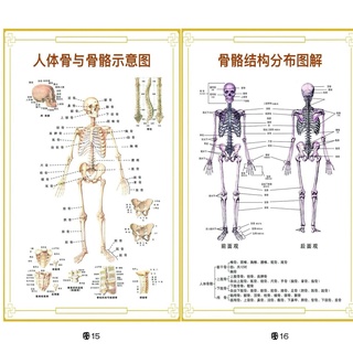 熱賣好貨人體肌肉骨骼圖掛圖人體內臟結構圖全身分佈器官圖人體脊柱圖海報 B3IQ