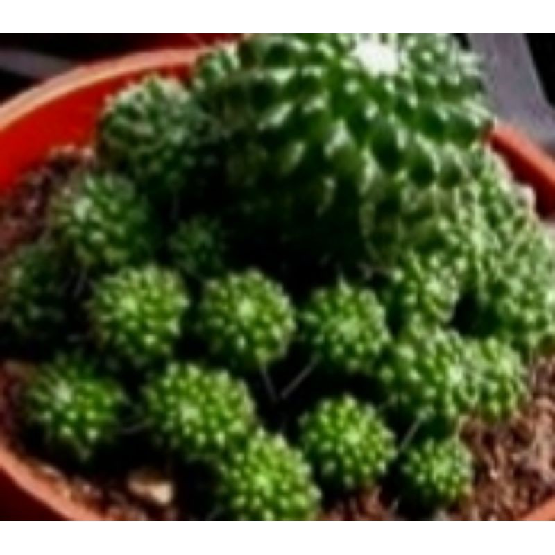 子吹奇隆丸 Ptt與dcard推薦網拍商品 2021年12月 飛比價格