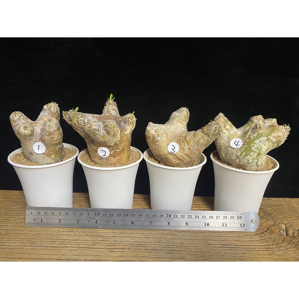 一本尼 Pachypodium eburneum 塊根 球根 多肉 植物