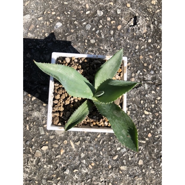 日光倉庫 雷蠍 虎尾蘭龍舌蘭多肉植物 四寸盆 蝦皮購物