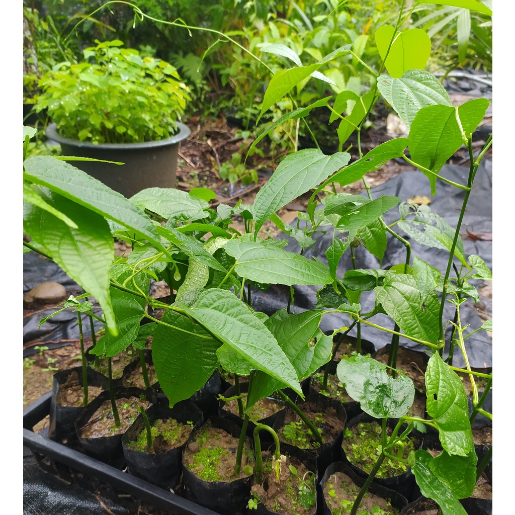 印加果苗南美油藤高約15公分種在移植袋超取8棵可合併宅配25棵