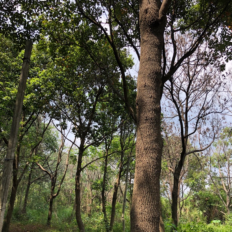 牛樟樹因整地要移植俗俗賣請來詳談