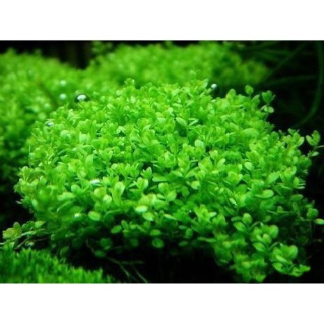 蝦兵蟹將 水草造景 迷你矮珍珠 坨草 單顆 前景草陽性水草入門級 蝦皮購物