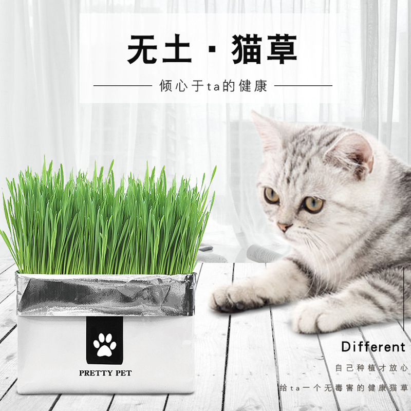 無土貓草 拍賣 評價與ptt熱推商品 21年4月 飛比價格