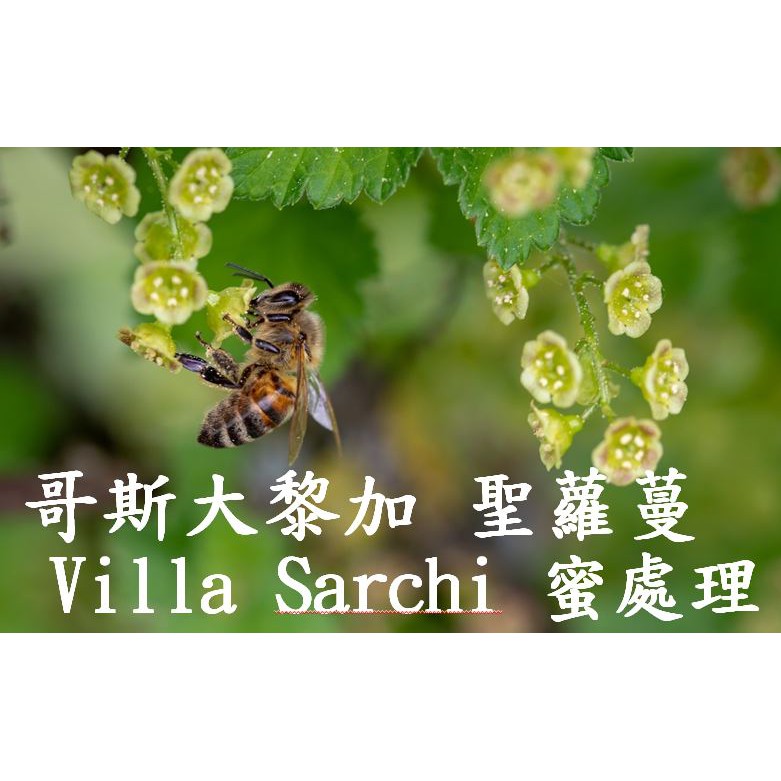 (最後數量) 獵豆工坊🐆  中美洲 哥斯大黎加 聖蘿蔓 Villa sarchi 蜜處理 咖啡生豆　５００Ｇ