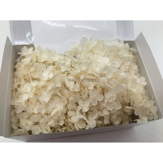 Truly 可刷卡 永生花 不凋花toka 東北花材小葉安娜貝爾 水無月拆盒繡球繡球花紫陽花 蝦皮購物