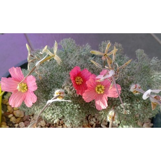 白皮月界 (sarcocaulon peniculinum)
