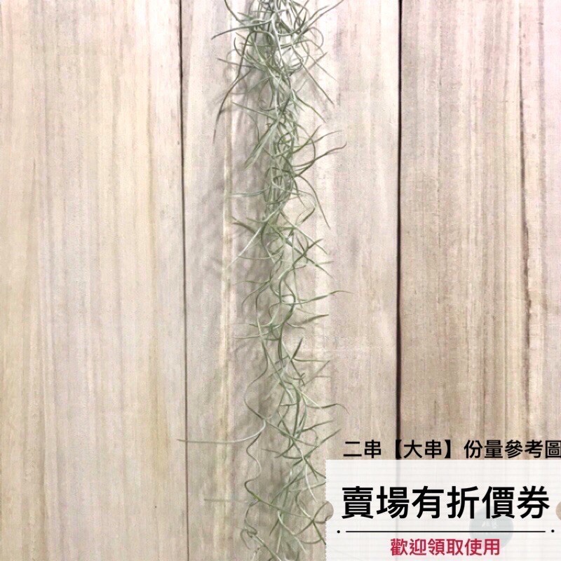 植藝-綠葉松蘿 ✧微粗綠葉✧ T. usneoides super green 超級綠松蘿 空氣鳳梨 空鳳 植物窗簾