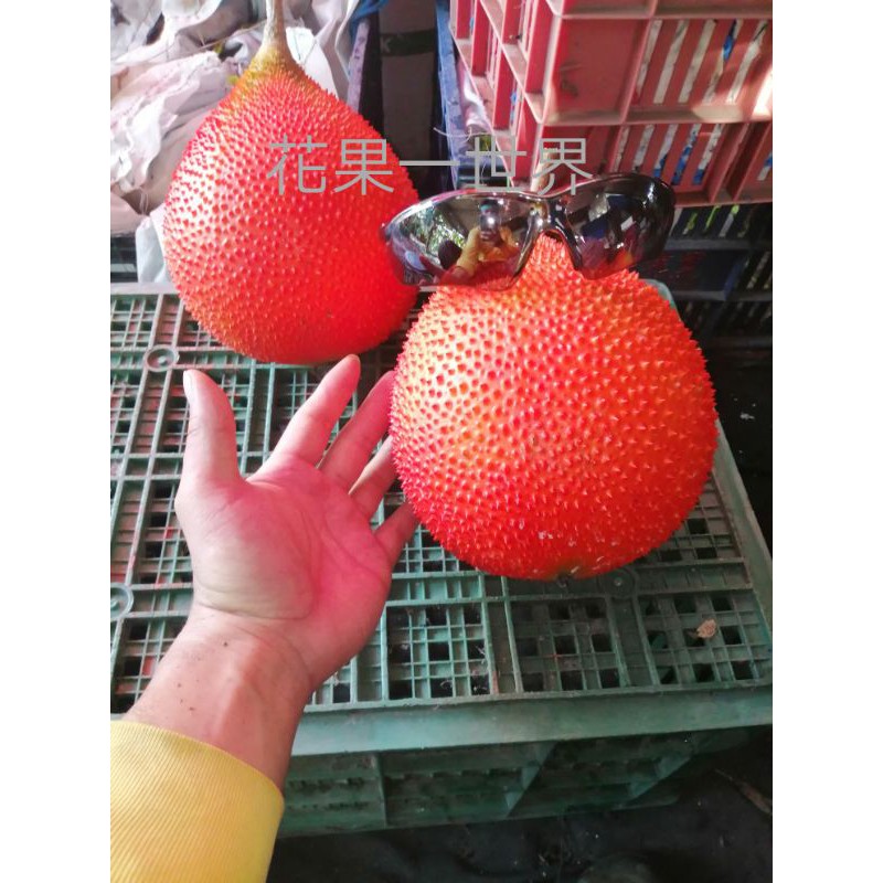 新鮮現採  越南種木鱉果 果實6台斤3台🎉🎉限時特價回饋老顧客要買要快🎉