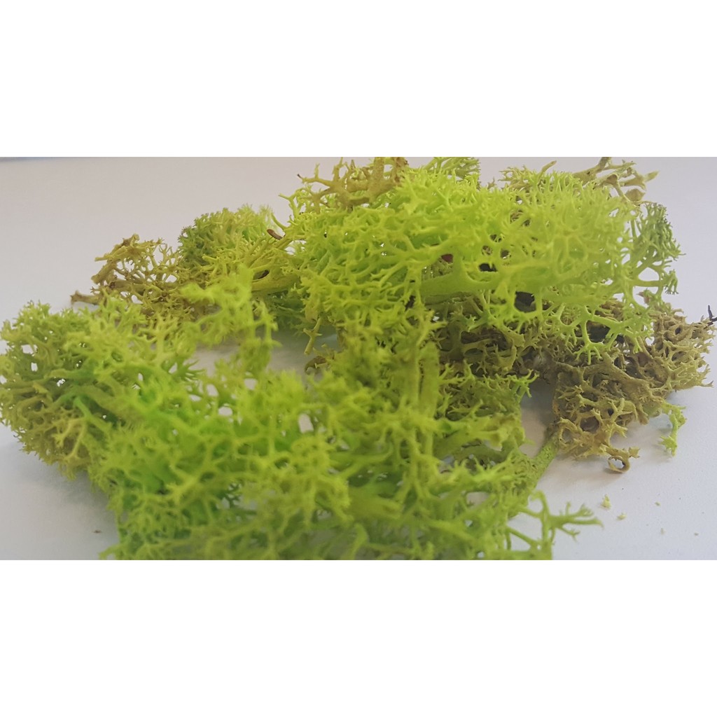去雜質 蘋果綠 馴鹿水草水苔moss草北歐挪威馴鹿水草保鮮花鋪底用苔草園藝佈置微景觀 蝦皮購物