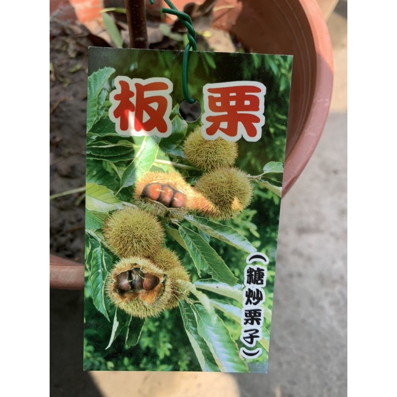 【花果聖地】～～板栗  糖炒栗子 嫁接苗株（冬季會完全落葉）6寸紅盆