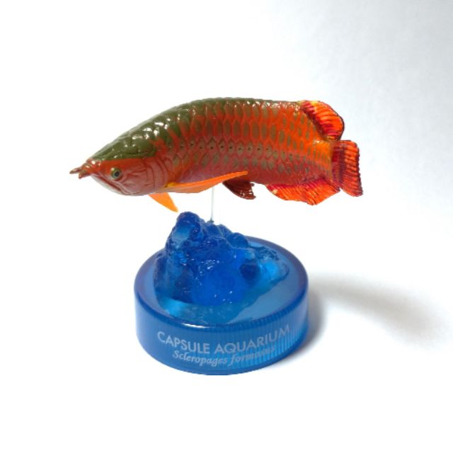 海洋堂日本水族館立體生物圖錄第三彈紅龍過背金龍亞洲龍魚硬骨舌魚銀帶奇譚ntc 圖鑑鳥羽水族館海遊館