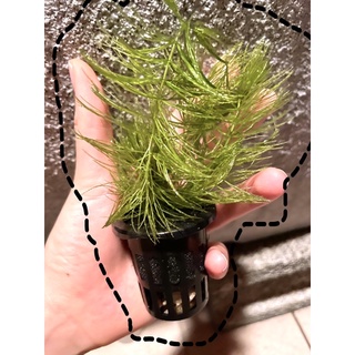 水族金魚草的價格推薦 21年10月 比價撿便宜