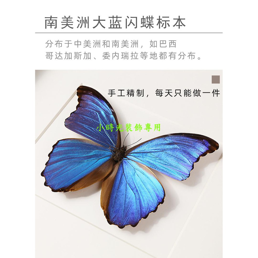 翠凤蝶蝴蝶标本原虫真蝴蝶相框昆虫大蓝闪蝶装饰画标本盒展示盒小時光裝飾 蝦皮購物