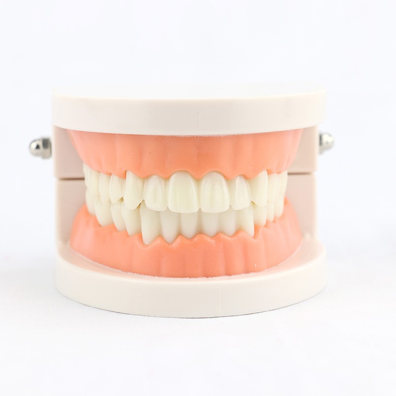 牙齒模型 刷牙教學 術科練習 口腔教學 早教牙齒解剖模型 齒護理刷牙教學齒模型MYC001