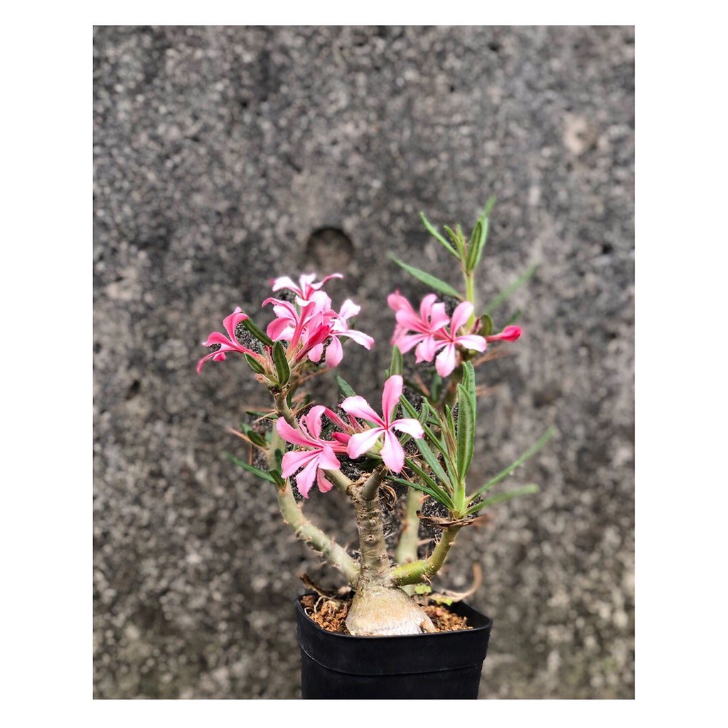 天馬空棒槌樹 多肉植物 塊根耐旱 粉紅色花 塊根植物 蝦皮購物