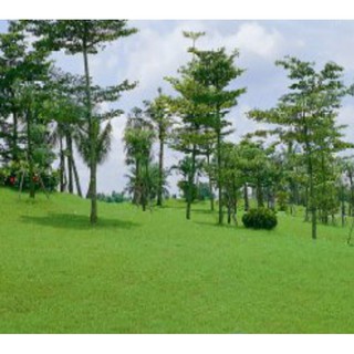 種子王國 百慕達草 夏陽 【草種子】 夏陽百慕達草 分包裝種子 產地：美國 約100公克/包 節間短 非常耐旱