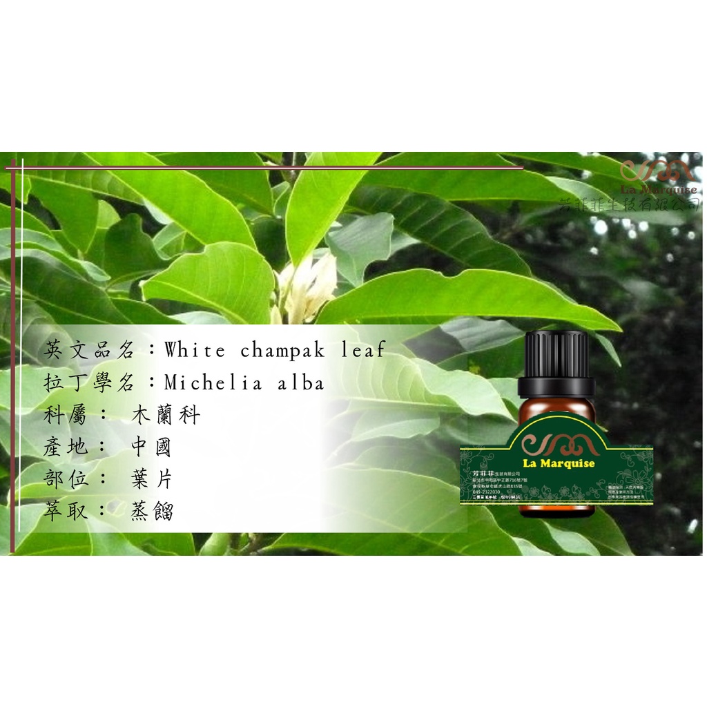 單方精油 白玉蘭葉 芳菲菲天然精油企業 蝦皮購物