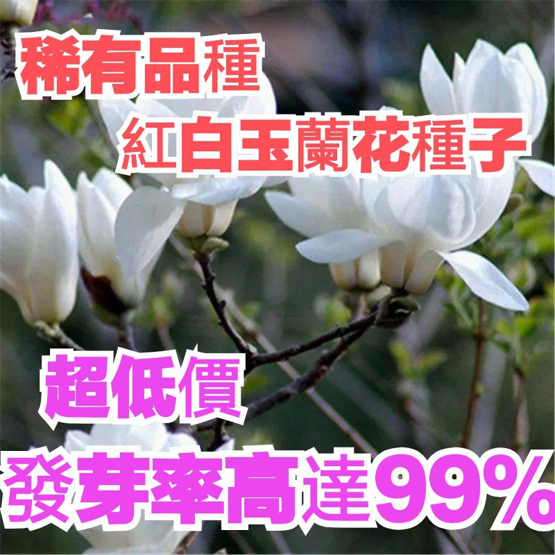 花花仙子園藝 稀有品種紅白玉蘭花種子超低價發芽率高達99 蝦皮購物