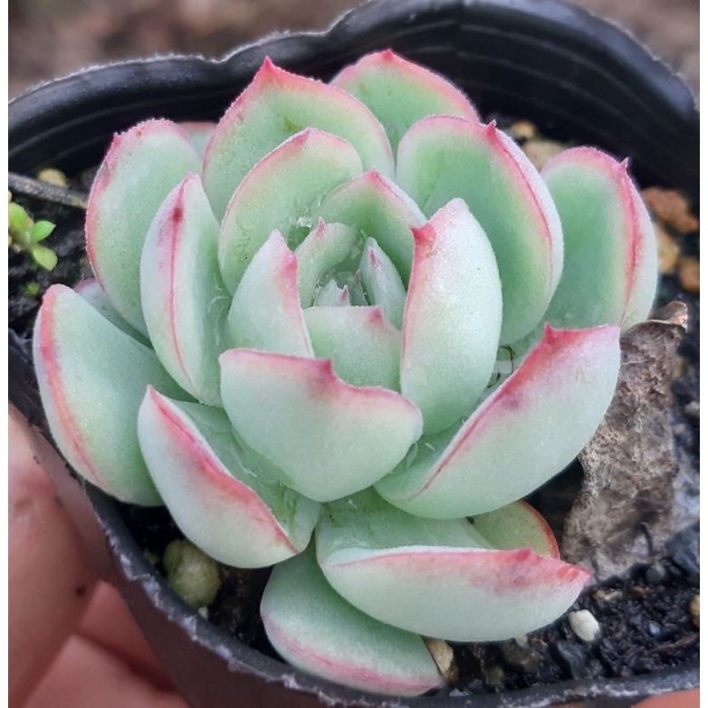 多肉植物花月夜二寸 2 24拍 蝦皮購物