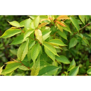 LUYILIFE 山櫻花 3吋黑軟育苗袋 原生樹苗 工程樹苗 景觀樹苗
