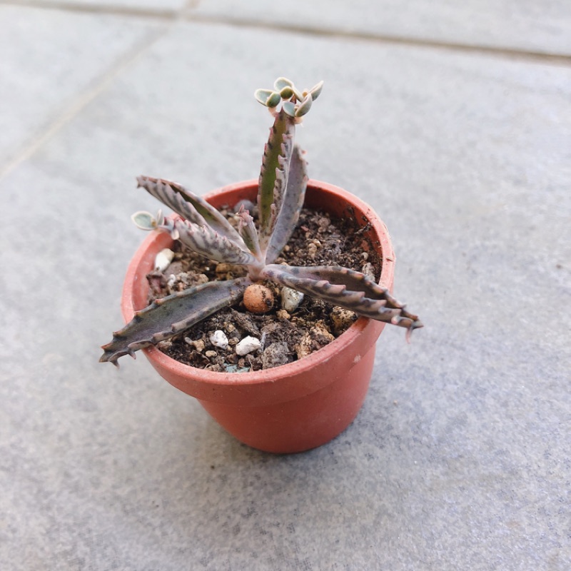 裸體肉 日本不死鳥 多肉植物 蝦皮購物